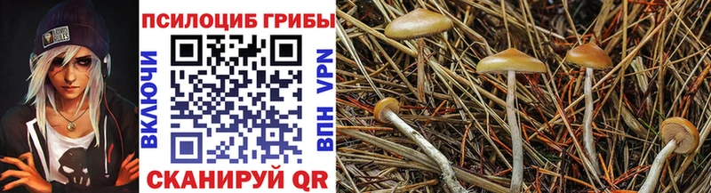 Галлюциногенные грибы Cubensis  Горячий Ключ 